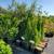 Arborvitae, Crape Myrtle, Sedum, Rose of Sharon, Beautyberry... $6.97 14 thumbnail