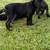 Cane Corso pups 3 thumbnail