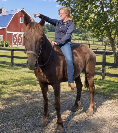 Draft cross mare 1