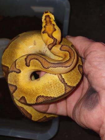 Ball python 1