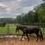 Mule gelding 1 thumbnail
