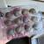 Button quail hatching eggs 2 thumbnail