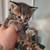 Lovable therapy kittens and cats 11 thumbnail