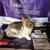 Netherlands Dwarf Rabbits For Sale 2 thumbnail