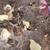 Quails 3 thumbnail