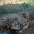Orpington chickens 4 thumbnail