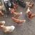 Laying hens 1 thumbnail