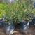Citrus Trees Lemon Trees Lime , Orange , Grapefruit Red or white , etc 6 thumbnail
