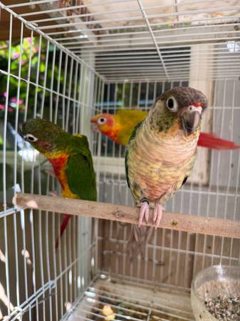 Conure (fairfield / vacaville)63852312100737121