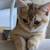 British female kitten 1 thumbnail