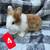 Rabbits 1 thumbnail