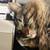LOST CAT, MAINE COON MIX OFF OF RANCHO BARONA ROAD, RAMONA 4 thumbnail