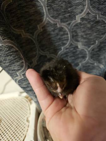 Babies Available 1