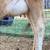 Jersey Heifer bred A2/A2 3 thumbnail