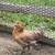 Ameraucana chickens pullets 5 thumbnail