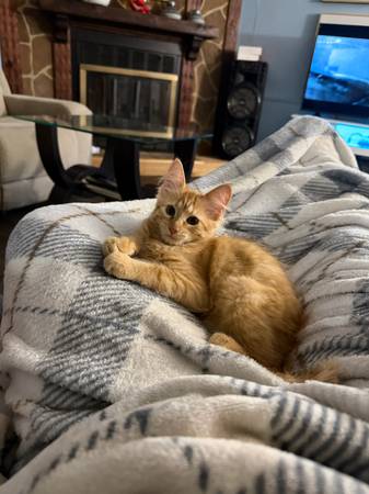Kitten 1