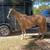 Beautiful, 2year old palomino, reg AQHQ gelding 3 thumbnail