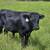 Dexter steer 3 thumbnail