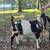 Dapple Boer buck 3 thumbnail