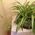 Pot of Big SPIDER PLANTS With BABIES-Air Cleaner Houseplant 6 thumbnail