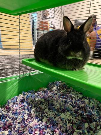 Female Bunny543538475025704961