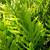 Laua'e fern 1 thumbnail