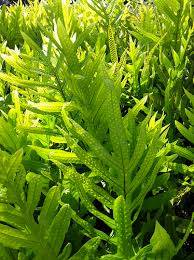 Laua'e fern 1