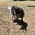 Nigerian dwarf goats 1 thumbnail