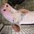Roaster Pigs 2 thumbnail