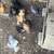 Bantam Cochin Chicks 3 thumbnail