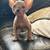 Sphynx kittens 1 thumbnail
