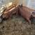 Duroc pigs 2 thumbnail