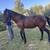 Standardbred Morgan cross Gelding For Sale 2 thumbnail
