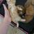 Kittens need homes 4 thumbnail