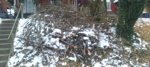 Free firewood 1