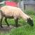 Sheep 1 thumbnail