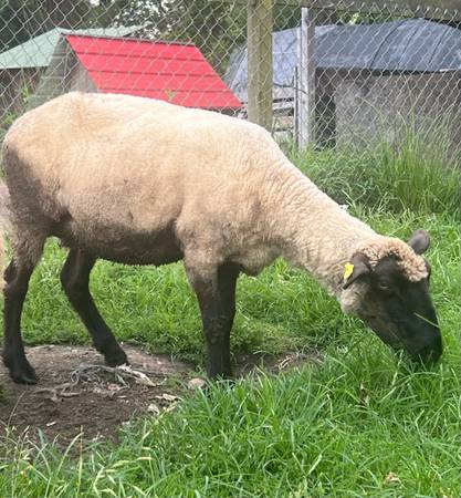 Sheep 1