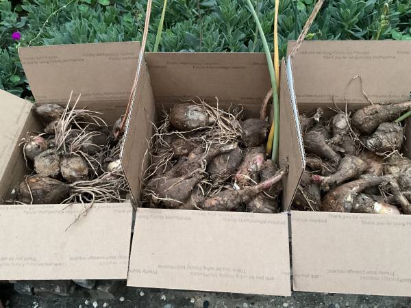 Naked lady bulbs 1