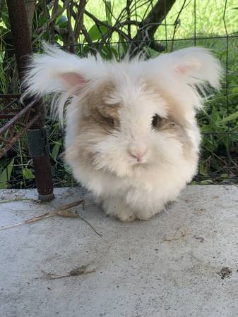 Teddywidder 1