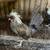 Polish Chickens 2 thumbnail