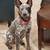 Female Blue Heeler Missing 16 thumbnail