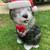 Christmas LED Lights Sheepdog w/ Santa Hat Blow Mold Decor (No Batteries) 1 thumbnail