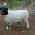 large dorper ram 1 thumbnail