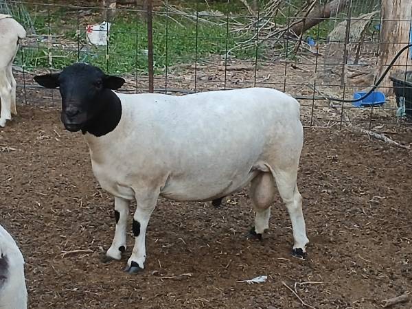 large dorper ram 1