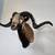 taxidermy shoulder mount of a Black Hawaiian Ram 2 thumbnail