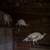 Turkeys 1 thumbnail