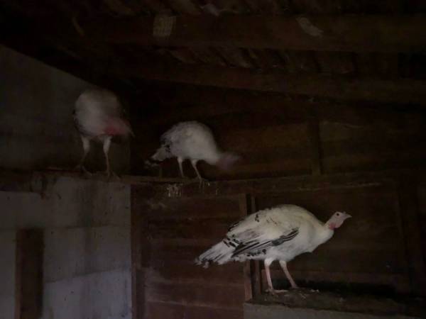 Turkeys 1