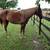 Tennessee Walker Gelding 4 thumbnail