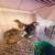 Quails for Sale 11 thumbnail
