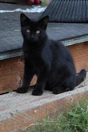 We Have Three Playfull Female Kittens Looking for a New Home!!! (Bonney Lake)63911483435395120